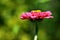 Pink Zinnia is elegantly bathed in the sunshine of a summer day.