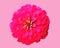 Pink zinnia flower