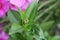 Pink Zinnia Flower with front featured and backdrop blurred