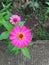 Pink zinnia flowers live in Asian forests