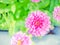 Pink zinnia flowers top view blossom flower in the nature beautiful background