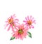 Pink zinnia flowers on white background, watercolor illustraor