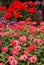 Pink Zinnias, beautiful garden.