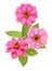 Pink Zinnias bunch on a white background