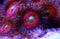 Pink zoanthus polyps on macro underwater photography scene