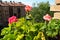 pink zonal geraniums on the windowsill. Pelargonium peltatum is a species of pelargonium known by the common names