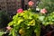 pink zonal geraniums on the windowsill. Pelargonium peltatum is a species of pelargonium known by the common names