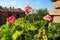 pink zonal geraniums on the windowsill. Pelargonium peltatum is a species of pelargonium known by the common names