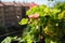 pink zonal geraniums on the windowsill. Pelargonium peltatum is a species of pelargonium known by the common names