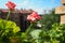 pink zonal geraniums on the windowsill. Pelargonium peltatum is a species of pelargonium known by the common names