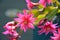 Pink Zygocactus in flower