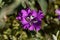 Pinkfairy flower, Clarkia pulchella