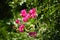 PinkFlowers greenery background green leafs