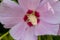 Pinkish colored rose of sharon