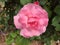 Pinkish hybride Rose Flowers Bloomed in Garden