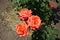 Pinkish orange flowers of rose