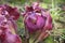 Pinkish purple  flower of a pitfall plant