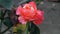 Pinkish Red Rose with blur background