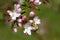 Pinkish-white apple blossoms