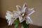 Pinkish white flowers of double lilies
