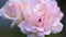 Pinkish white rose in garden