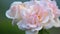 Pinkish white roses in garden