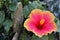 Pinkish yellow hibiscus flower, large hibiscus petals between green leaves