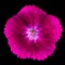 Pinks purple dianthus wild flower on black