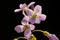 Pinksterbloem, Cuckoo Flower, Cardamine pratensis