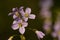 Pinksterbloem, Cuckoo Flower, Cardamine pratensis