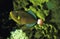 Pinktail Triggerfish, melichthys vidua