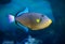 Pinktail triggerfish with yellow fins Melichthys vidua