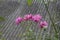 These pinky flower beautifully  bloomed near garden