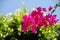 Pinky flowers are in the garden with bokeh background