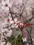 Pinky, red ans white colored flowers, just found and caught on cam to the side of the house