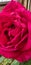 Pinky rose flower love garden