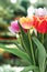 Pinky yellow Single Late tulips (Tulipa) Blushing Lady bloom in a garden