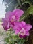 Pinkâ€‹ cattleyaâ€‹ bloomâ€‹ andâ€‹ aroma