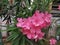 Pinkâ€‹ oleanderâ€‹ flowerâ€‹sâ€‹ beautifulâ€‹ andâ€‹ comfortable