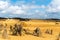 The Pinnacles Desert Nambung National Park, Cervantes, Western Australia