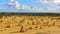 The Pinnacles Dessert famous for its limestone rock formations