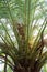 Pinnate Fronds with new leaves on a Canary Island Thatch Palm tree