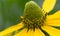 Pinnate prairie coneflower, Ratibida pinnata, flower cone close-up