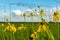 Pinnate Prairie Coneflowers