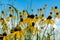 Pinnate Prairie Coneflowers