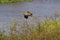 Pinnated Bittern, botaurus pinnatus, Adult in Flight, Los Lianos in Venezuela