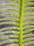 The pinnately compound leaves of Cycas siamensis plant with wate