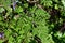 Pinnately Divided Leaf, Cow Parsley - Anthriscus syvestris, Norfolk, England, UK
