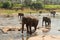 Pinnawala Elephant Orphanage is an orphanage, nursery and captive breeding ground for wild Asian elephants located at Pinnawala