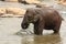 Pinnawala Elephant Orphanage is an orphanage, nursery and captive breeding ground for wild Asian elephants located at Pinnawala